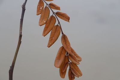 Close-up of dried leaves against the sky