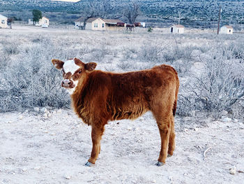 Small cow at wind farm during winter