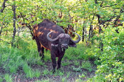 Horse standing in a field