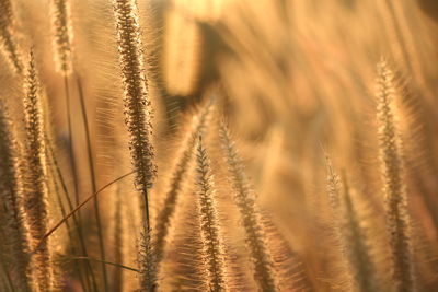 Close-up of stalks in field