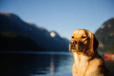 Yellow labrador retriever looking away by lake