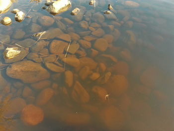 Trees in water