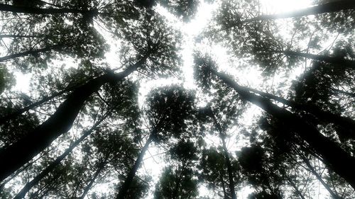 Low angle view of trees against sky