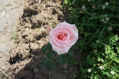 Close-up of pink rose