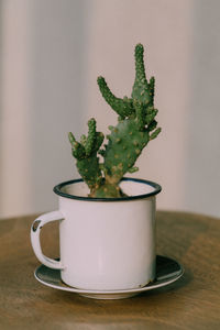 Close-up of potted plant on table