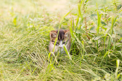 Portrait of cat on grassy field