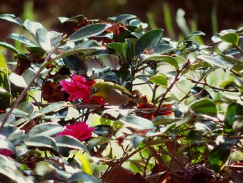 Close-up of bird perching on plant