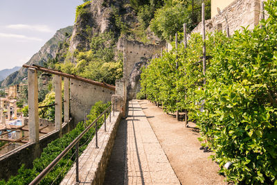 Footpath amidst trees and plants