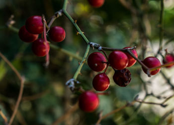 Close-up of red berries growing on tree