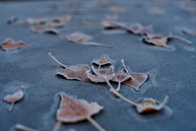 Close-up of dried maple leaves on land