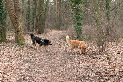 View of dogs on field in forest