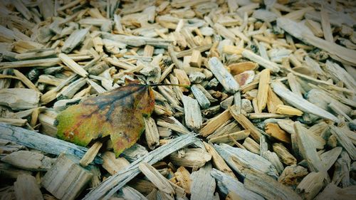 Full frame shot of dry leaves