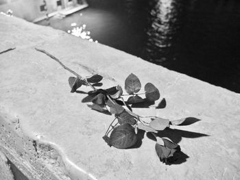 High angle view of dry leaves on plant