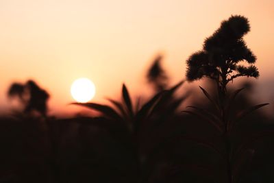 Close-up of silhouette plants against romantic sky at sunset