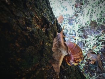 Close-up of snail on tree trunk