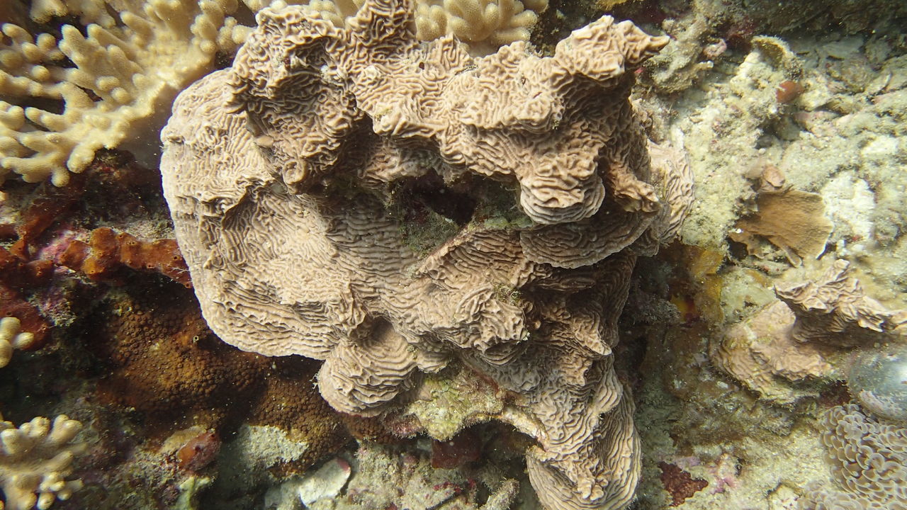 CLOSE-UP OF CORAL BY TREE TRUNK