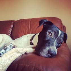 Close-up of dog lying on sofa