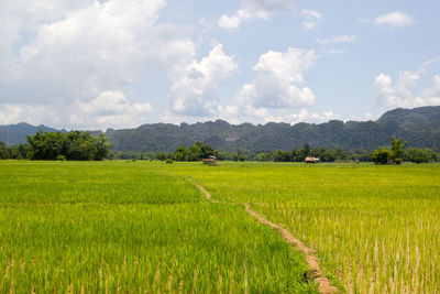 Scenic view of agricultural field against sky