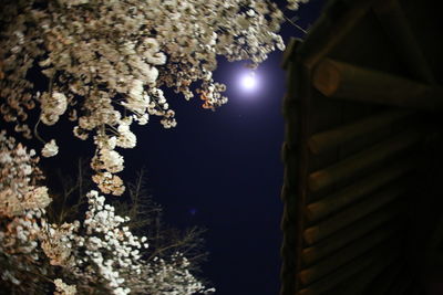 Low angle view of illuminated flowering plants against sky at night
