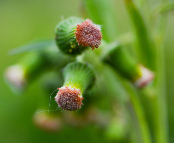 Close-up of fruit growing on plant