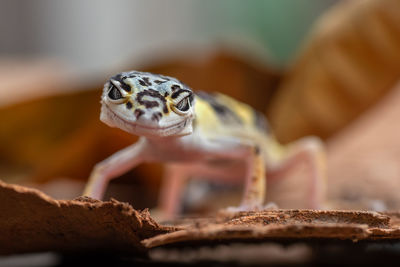 Close-up of a lizard looking away