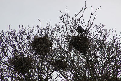 Low angle view of bird perching on plant against sky