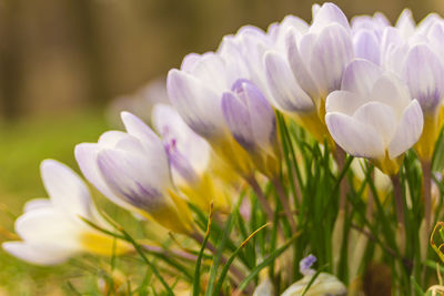 Close-up of purple crocus flowers on field