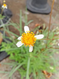 Close-up of yellow flower blooming outdoors