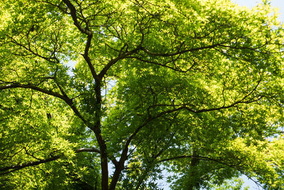 Low angle view of trees in forest