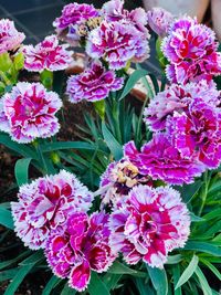 High angle view of pink flowering plant