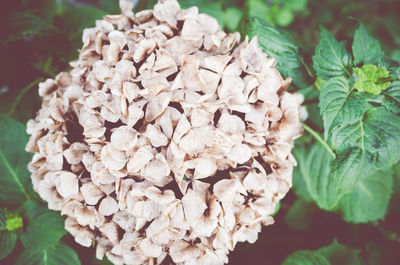 Close-up of plant against blurred background