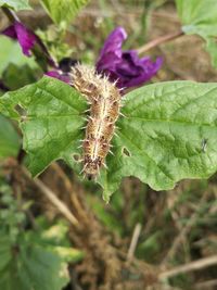 Close-up of insect on plant