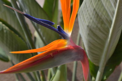 Close-up of orange flower blooming outdoors