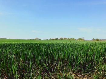 Scenic view of agricultural field against blue sky