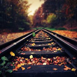 Railroad track in forest