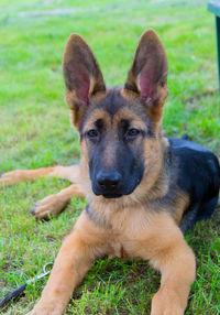 Portrait of dog on field