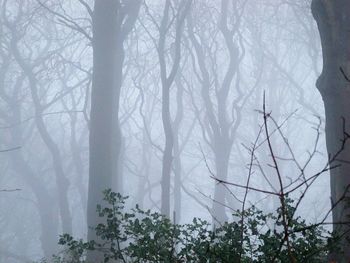 Trees in forest against sky