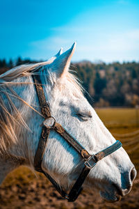 Close-up of horse