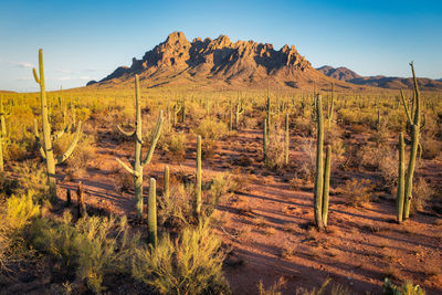 Ragged top mountain and saguaro forest in tucson, arizona. ironwood forest national monument.