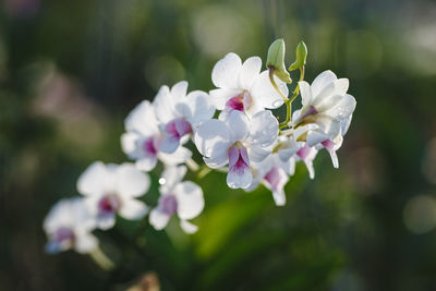 Close-up of white flowers