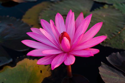 Close-up of pink water lily in lake
