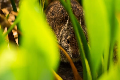 Close-up of an animal