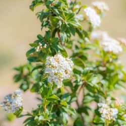 Close-up of white flowers