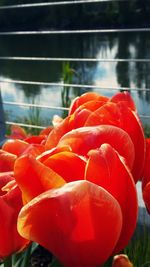 Close-up of red flower