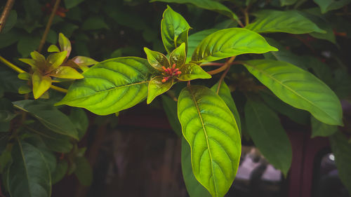 Close-up of green leaves on plant