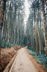 Dirt road amidst trees in forest