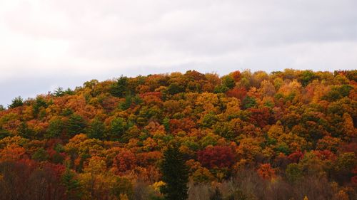 Autumn trees against sky