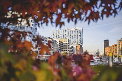 Germany, hamburg, elbphilharmonie with tree branches in foreground