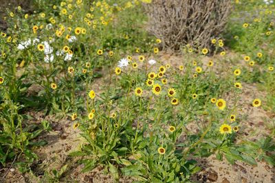 Close-up of yellow flowering plants on field