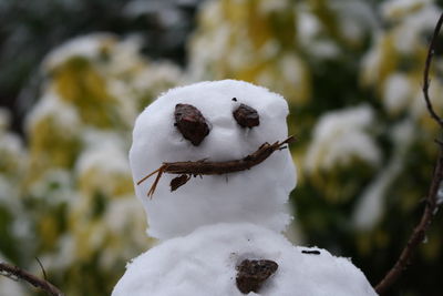 Close-up of snow on tree